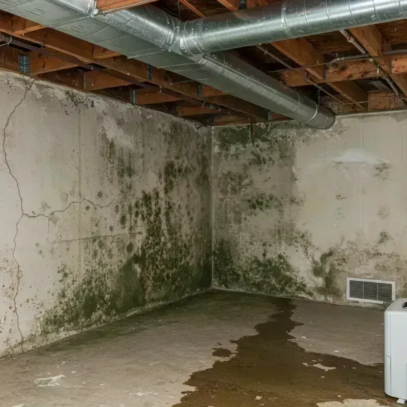 Professional Mold Removal in Cutlerville, MI